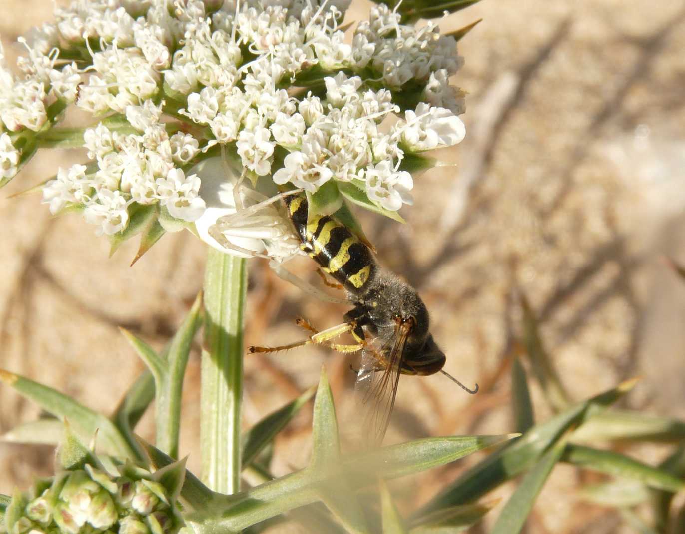 Imenotteri (Sphex, Bembix e Philanthus)catturati da Thomisus